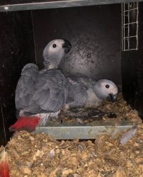 African Grey parrots for sale.