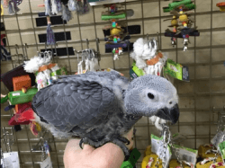 African Grey parrots hand reared Babies