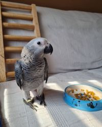 Buy African grey parrot online
