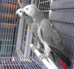 Healthy African grey parrots