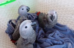 African Grey baby parrots for sale: