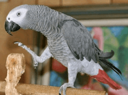 Beautiful playful and healthy African grey parrots