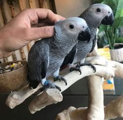 African grey talking parrot for sale