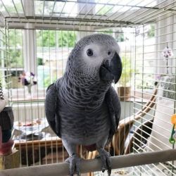 African Grey parrots for sale: