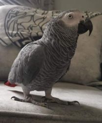 African grey parrots for sell
