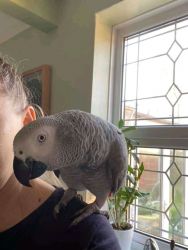 African grey parrots