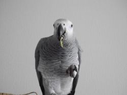 Adorable African grey parrot for sale
