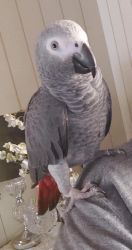 Exotic African grey parrots for adoption