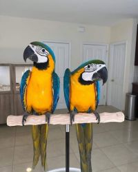 Healthy Macaw for adoption.