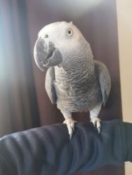 Nice African Grey parrot