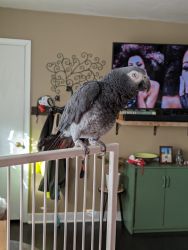 Timneh African Grey and Condo