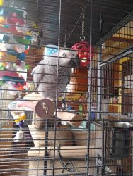 Gizmo African Grey Parrot