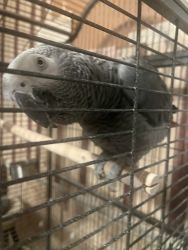 AFRICAN GREY (And cage if needed