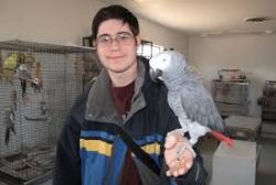 Talking African grey parrots now