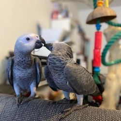 Tamed Congo African greys ready