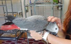 Handreared super silly tame Super cuddly friendly African grey.