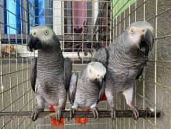 2 African Grey Parrots.