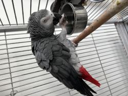 African Grey parrots now