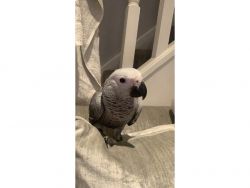 Reliable Congo African greys now
