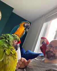 Beautiful Shelby Female Macaw looking for her new Home