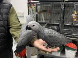 Beautiful African Grey Parrots Available