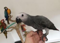 AFRICAN GREY TALKING PARROTS FOR SALE.