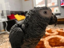 Home Bred African greys