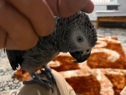 Strong African Greys ready