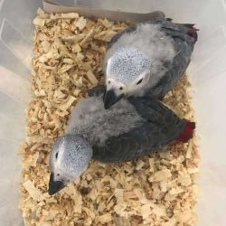 African Grey Babies and Eggs for Sale