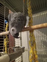 African Grey with cage