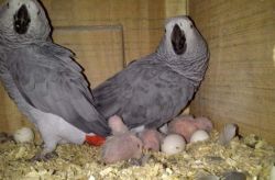 African grey parrots text at