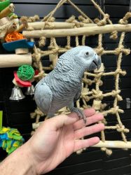 Beautiful African grey parrots for rehoming