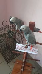 Red Tail African grey parrots for sale