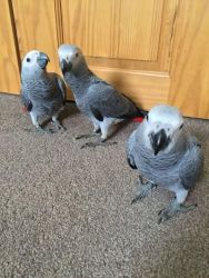 Congo African grey parrots for sale