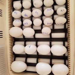 Fertile eggs available for sale
