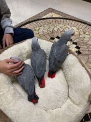 super tame hand reared African grey baby
