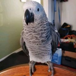 Healthy African Grey Parrot For Sale.