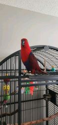Exotic parrot for rehoming