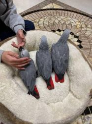 Trained african grey parrots