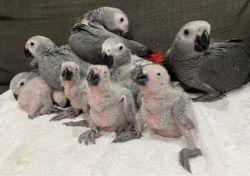 Exotic Birds AFRICAN GREY PARROTS FPR ADOPTION TO THE RIGHT NEW FMILY