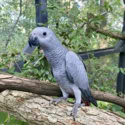 Male and female African grey parrots