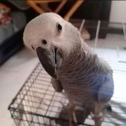 Beautiful African Grey parrots for sale