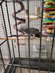 Quality African Grey Parrots For Sale
