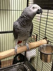 Congo African gray parrot 