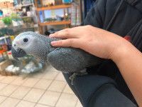 African grey parrots now