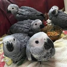 Gorgeous African greys now