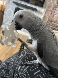 Hand Reared Parrots Need New Home Now African Grey Cockatoo Macaw Para