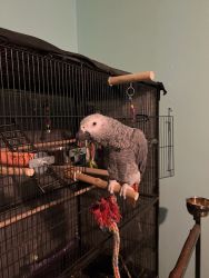 parrot for sale