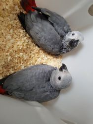 Baby African grey parrots