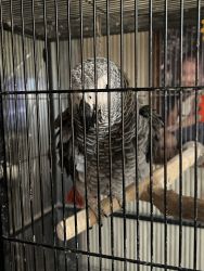 7 year old congo African grey parrot